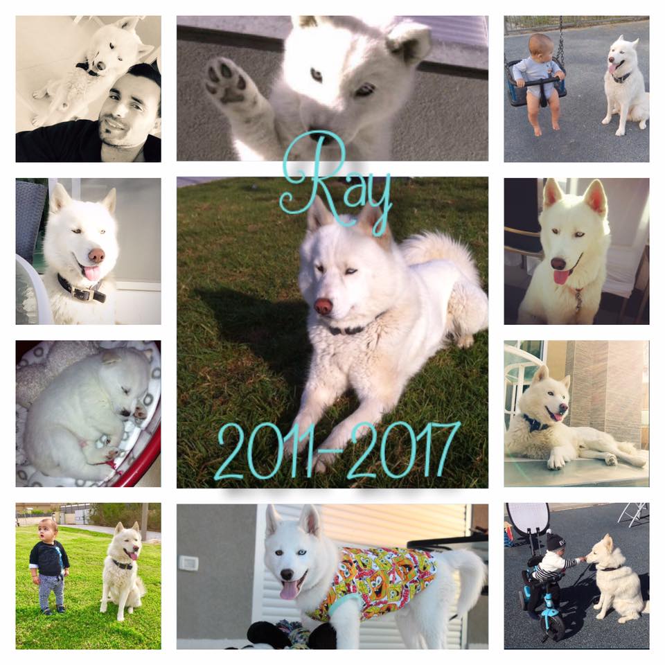 הכלב ריי, שנפטר (צילום: פייסבוק עדי צבי)